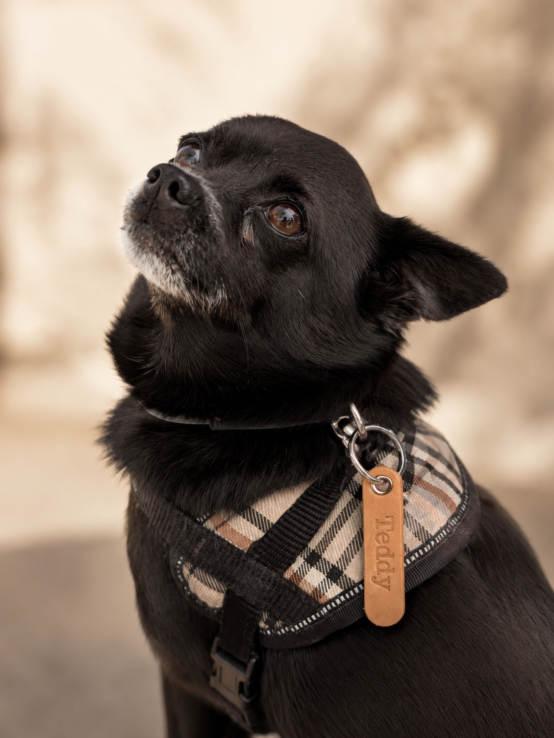 Leren honden penning met naam