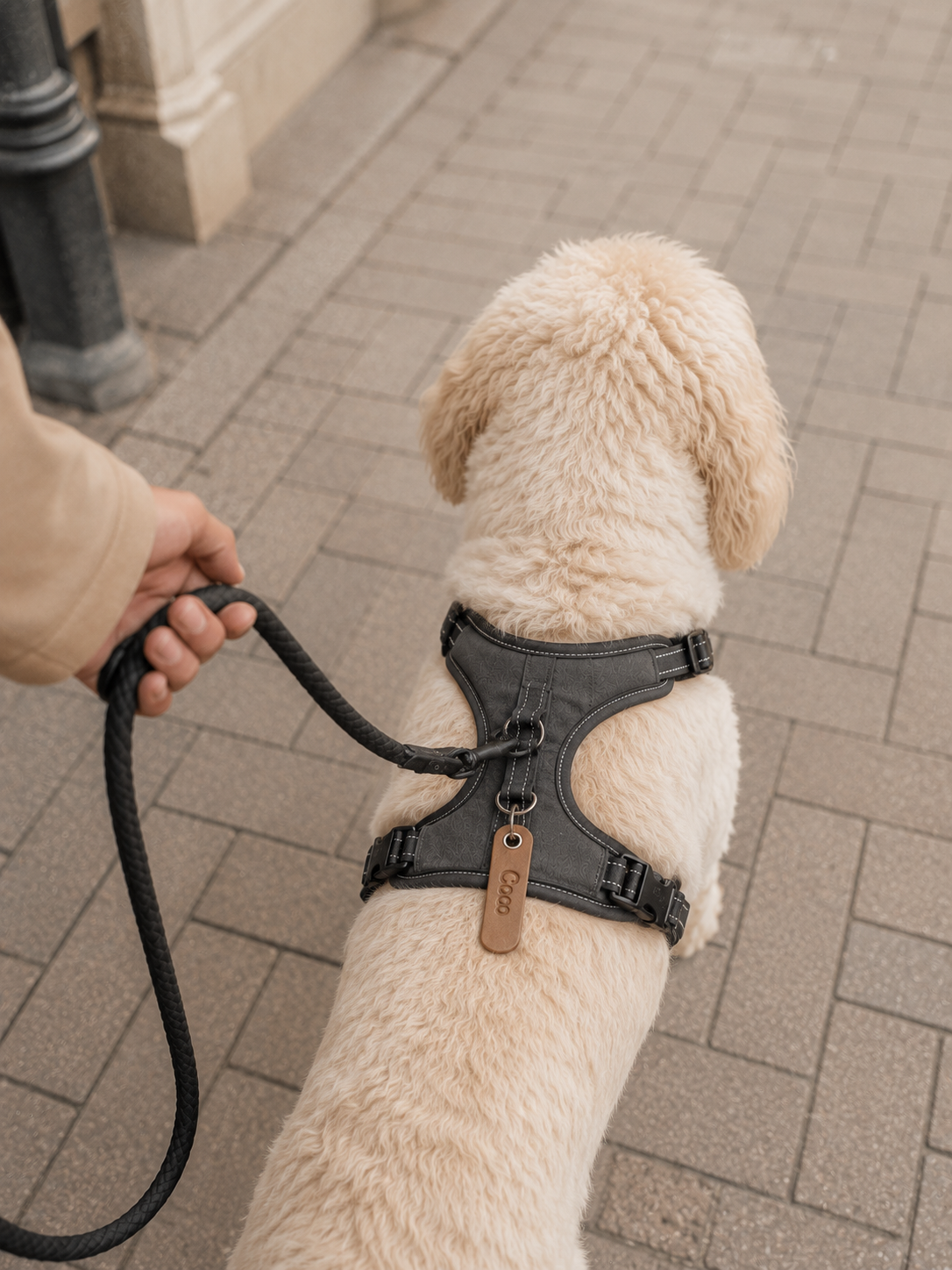 Leren honden penning met naam